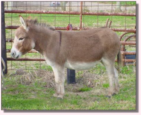 My World Cameo, dark red miniature donkey jennet for sale