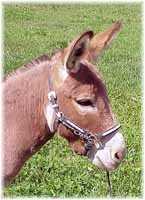 Miniature Donkey My World Buster (6313 bytes)