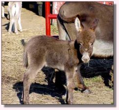 Cochese/Cherry Jack Foal