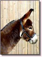 Miniature Donkey Herd Sire, Chocese (7429 bytes)