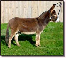 Miniature Donkey Herd Sire, Chocese (11,046 bytes)