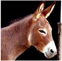 Miniature Donkey My World Montana (5913 bytes)