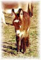 Miniature Donkey My World Scarlet O'Hara (5358 bytes)