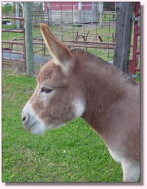 My World Mandy, dark red miniature donkey jennet for sale