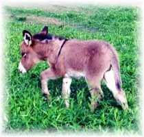 Miniature Donkey My World Chloe (8704  bytes)