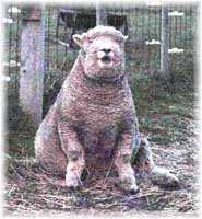 Olde English 'Babydoll' Sheep' Noah James (7983  bytes)