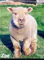 Zoe, Olde English 'Babydoll' Sheep (5723  bytes)