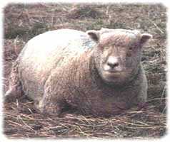 Olde English 'Babydoll' Sheep' Zoe (8257  bytes)