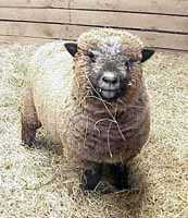 Olde English 'Babydoll' Sheep (7655  bytes)